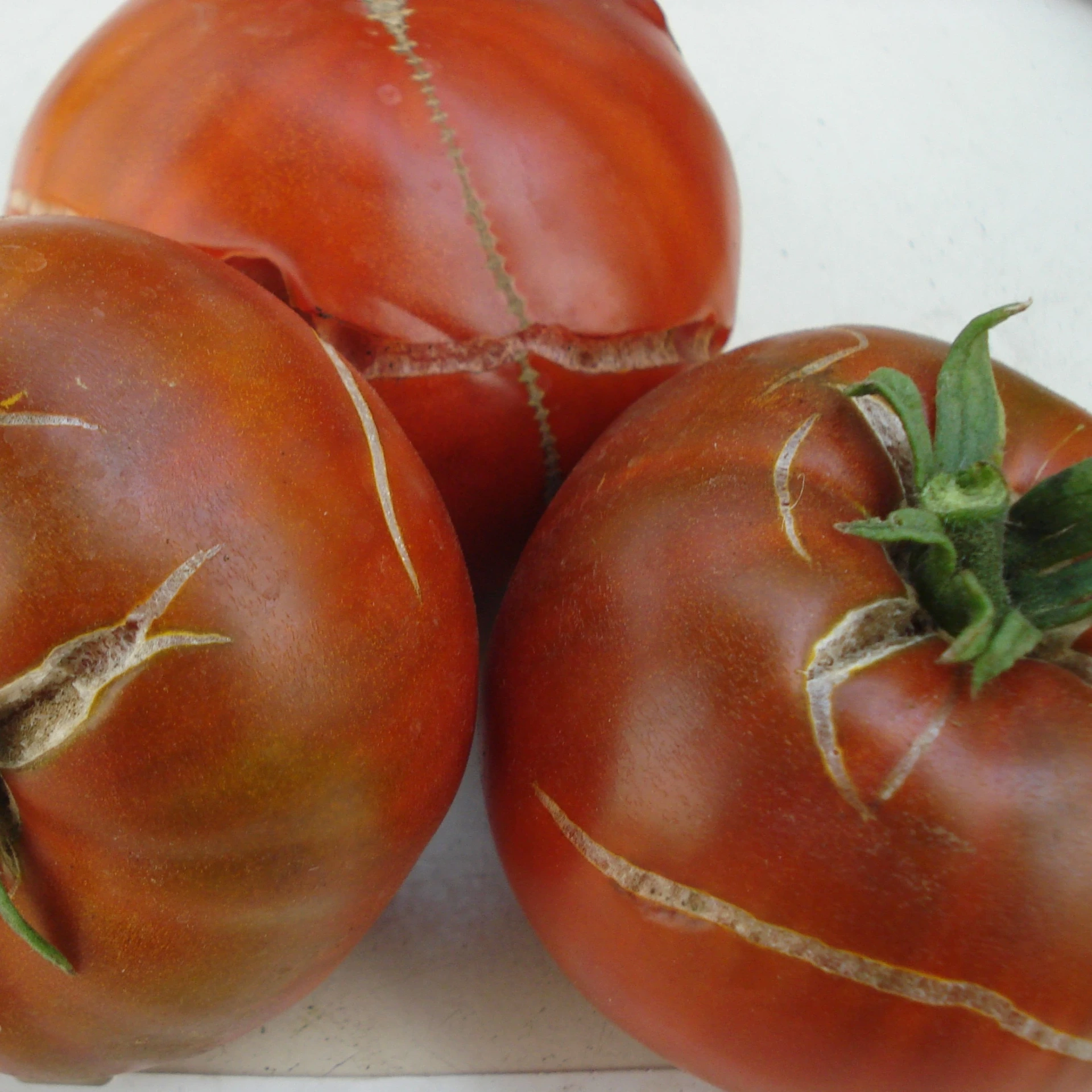 [S78908] Tomate noire Cherokee Chocolate - 15 graines