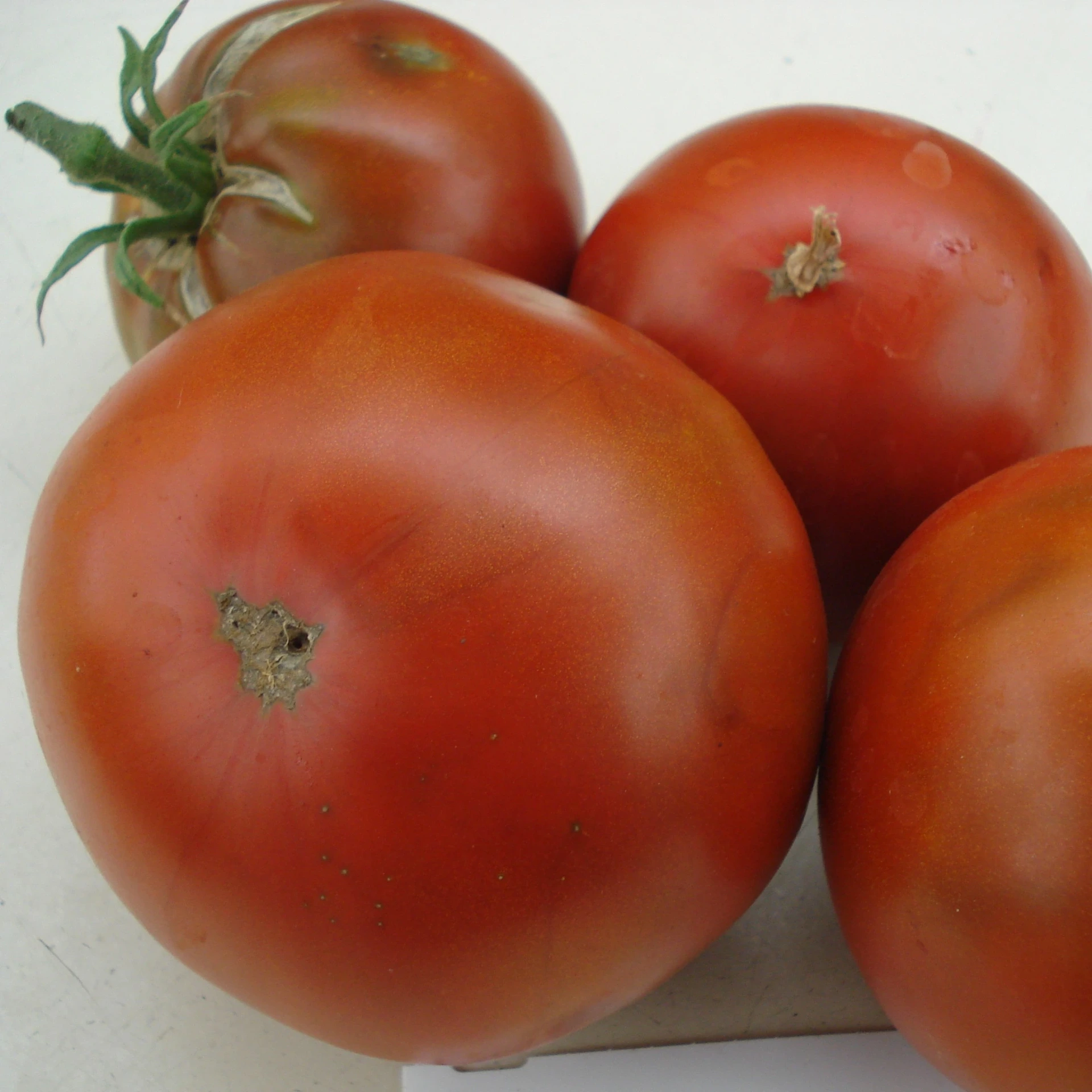 Tomate noire Black Prince - 15 graines