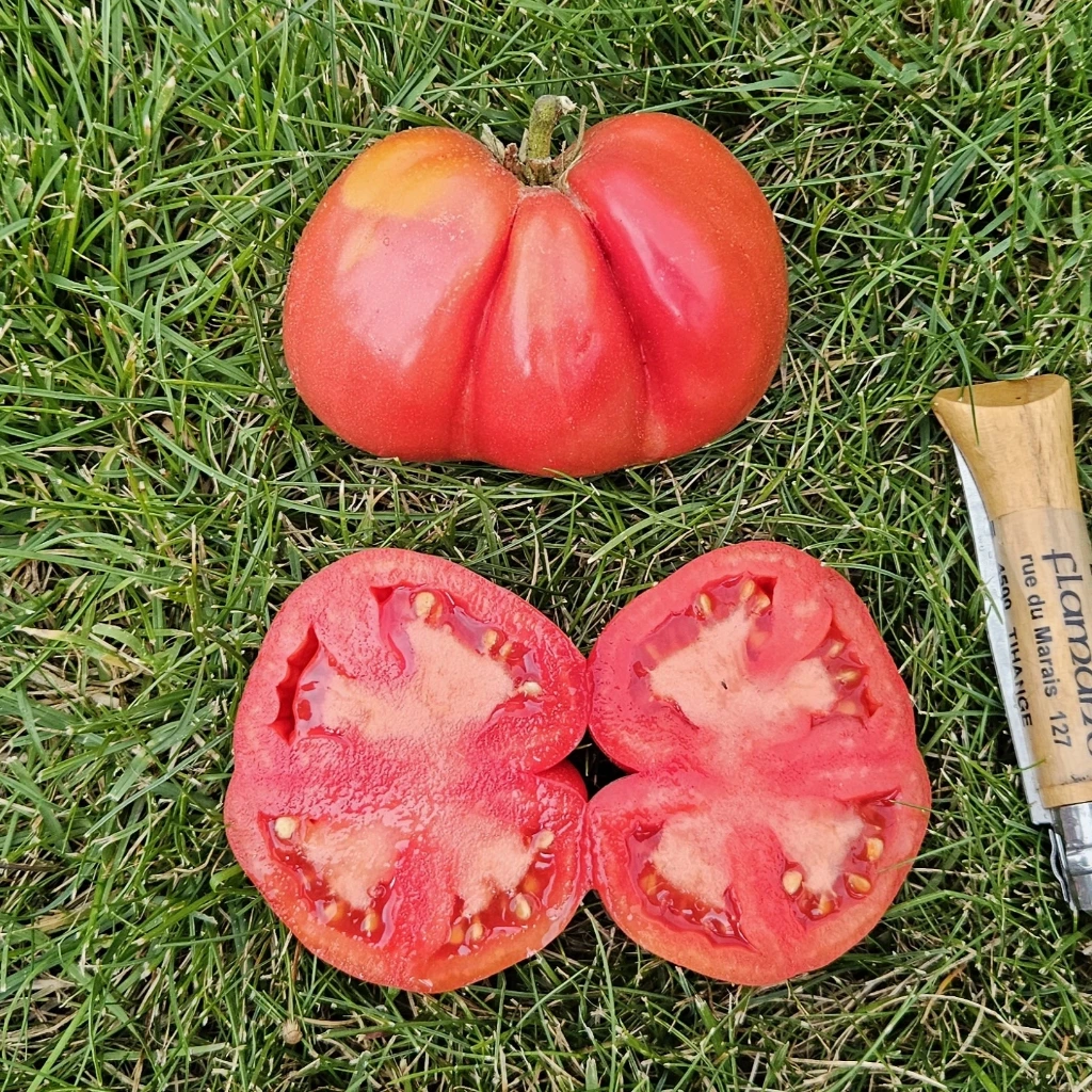 Tomate noire Black Mountain Pink - 15 graines