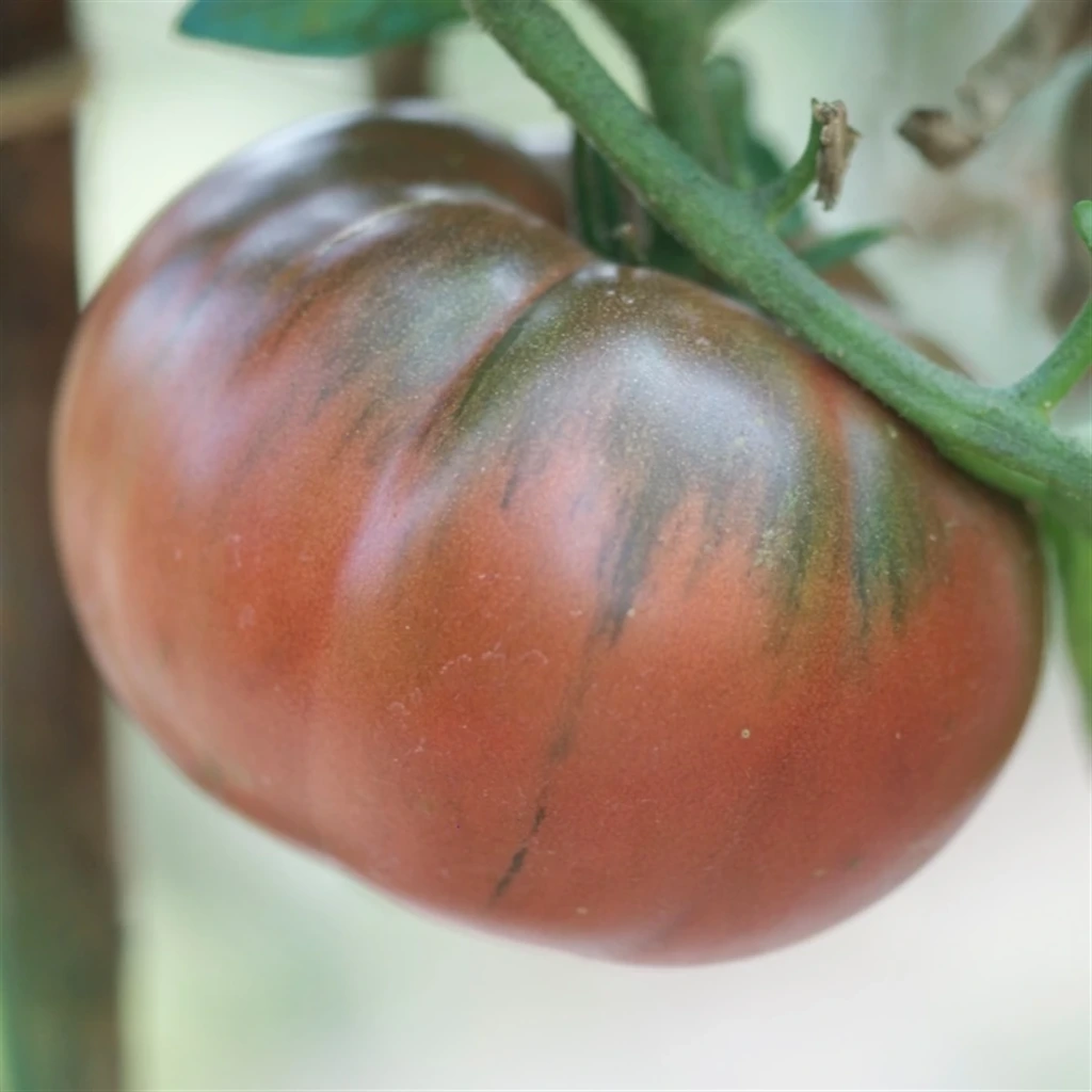 Tomate noire de Tula - 15 graines