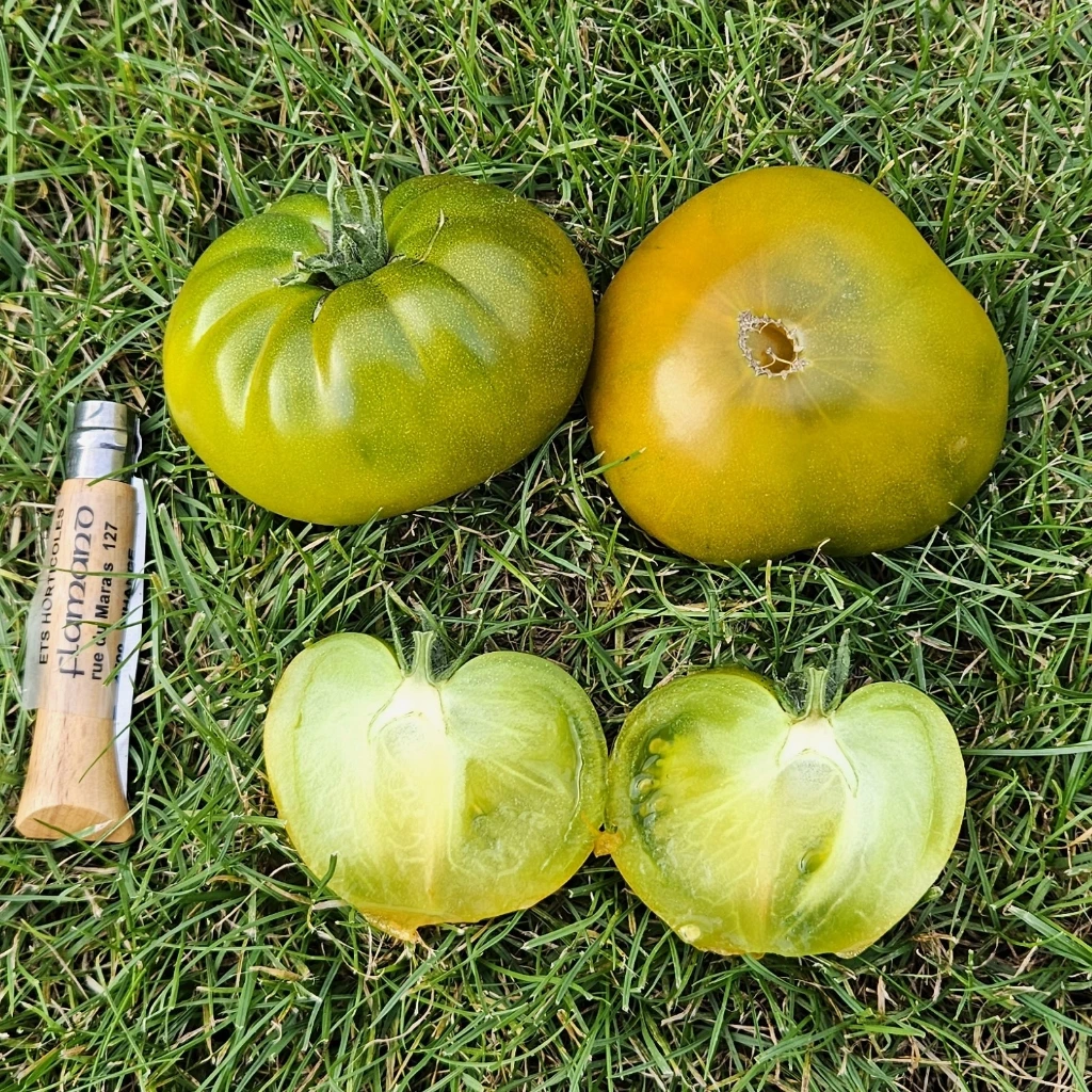 [S78949] Tomate verte de Huy - 15 graines