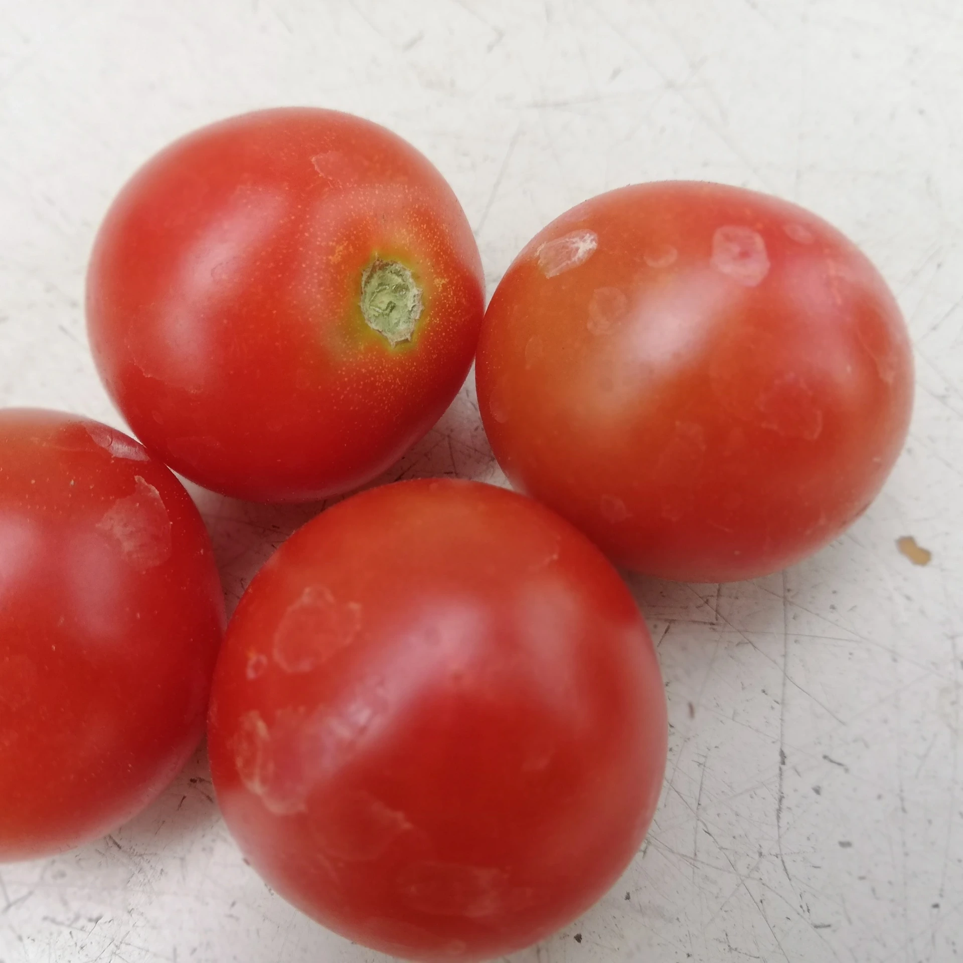 Tomate cerise Christmas grapes - 15 graines