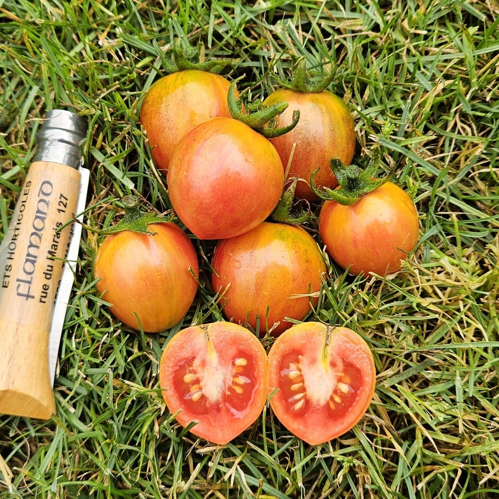 Tomate cerise Pink Bumble Bee - 15 graines