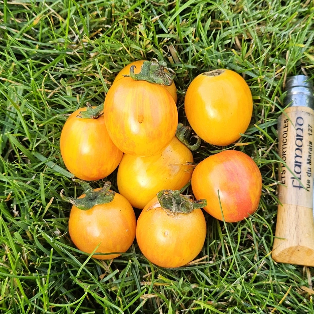 Tomate cerise Philgold - 15 graines