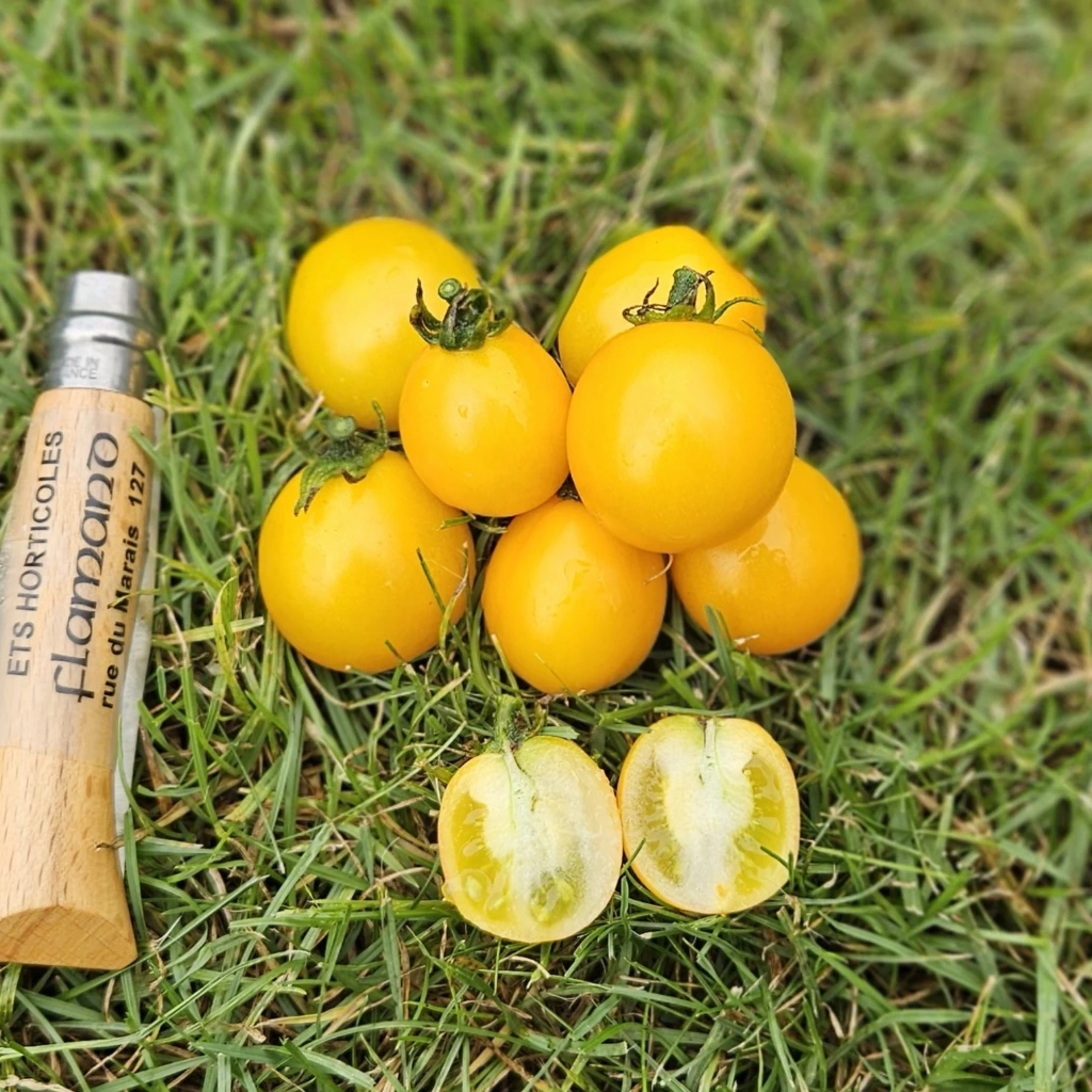 Tomate cerise jaune Gold Nugget - 15 graines