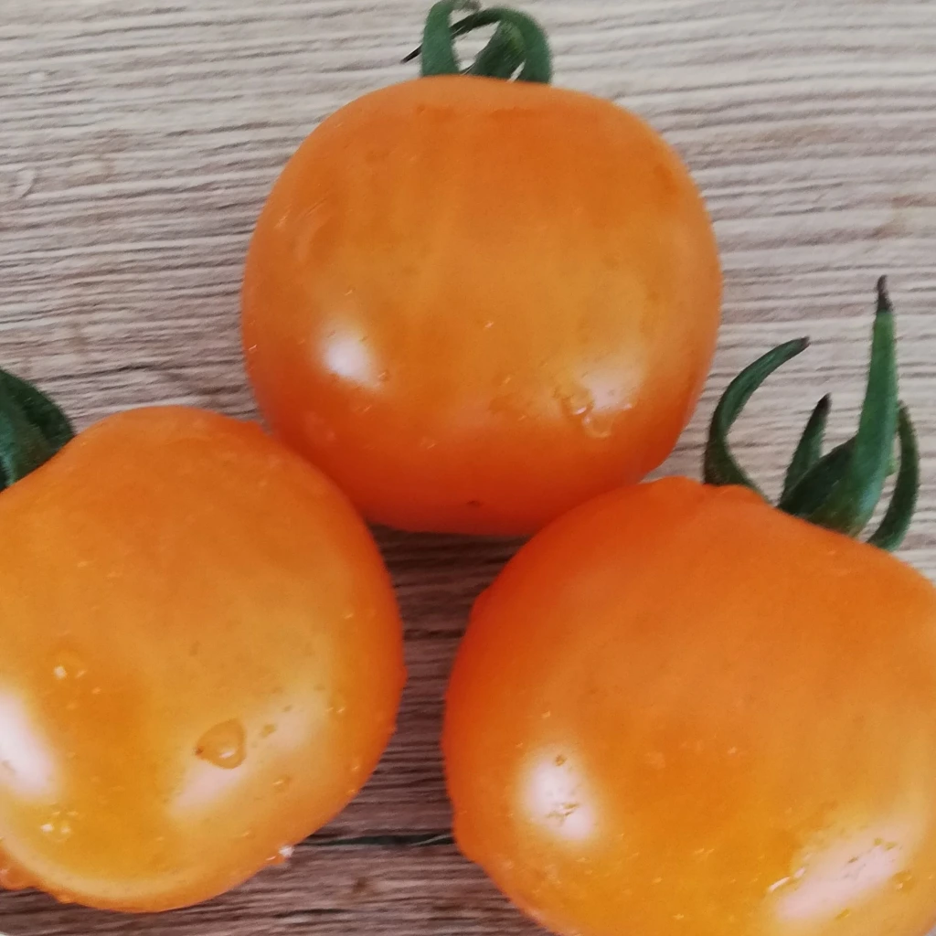Tomate cerise jaune Goldiana - 15 graines