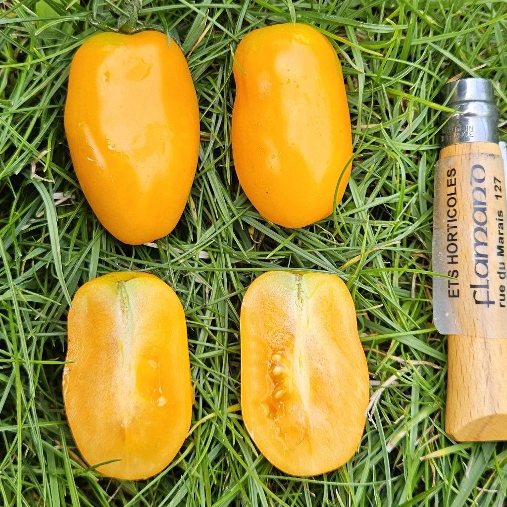 Tomate cerise jaune Datte - 15 graines