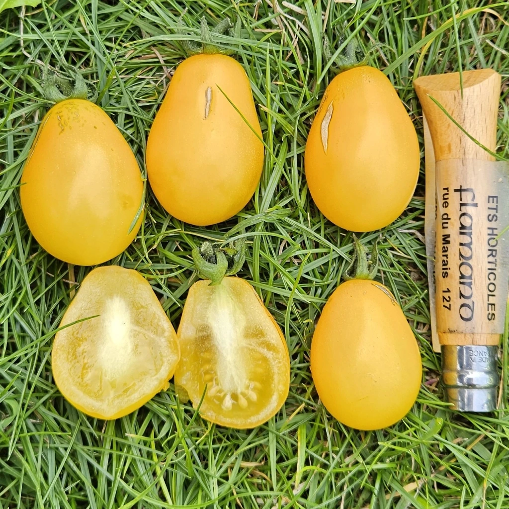 Tomate cerise jaune Yellow Submarine - 15 graines