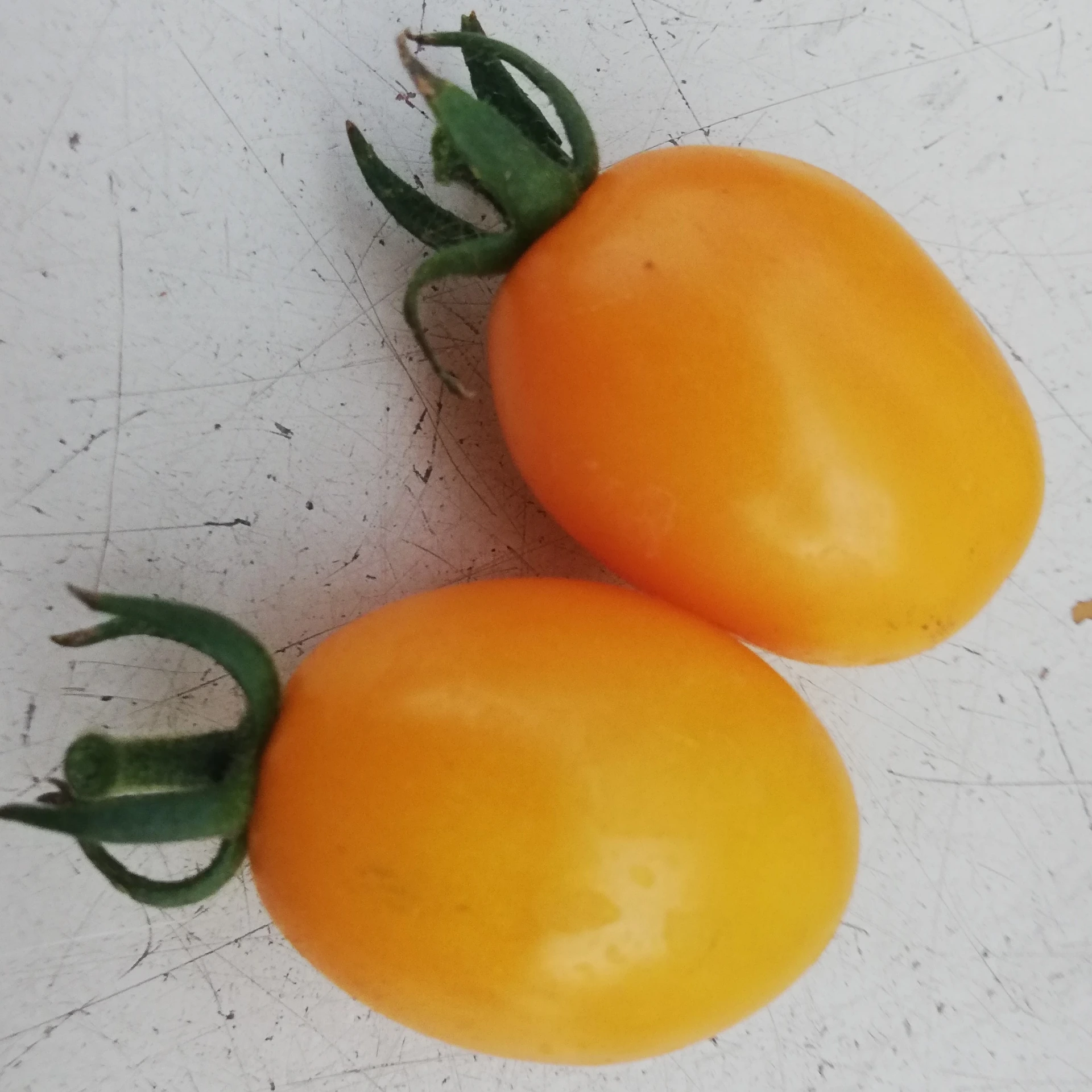 Tomate cerise jaune Olive dorée - 15 graines