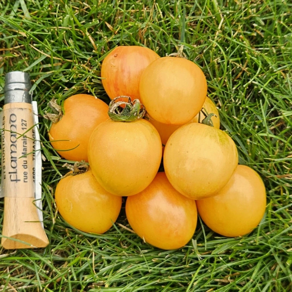 Tomate cerise jaune Sunrise Bumble Bee - 15 graines