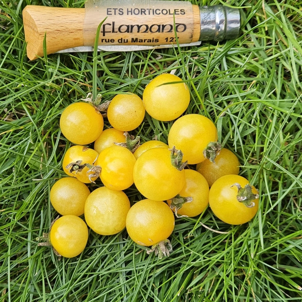 Tomate cerise jaune White Currant Champagne - 15 graines