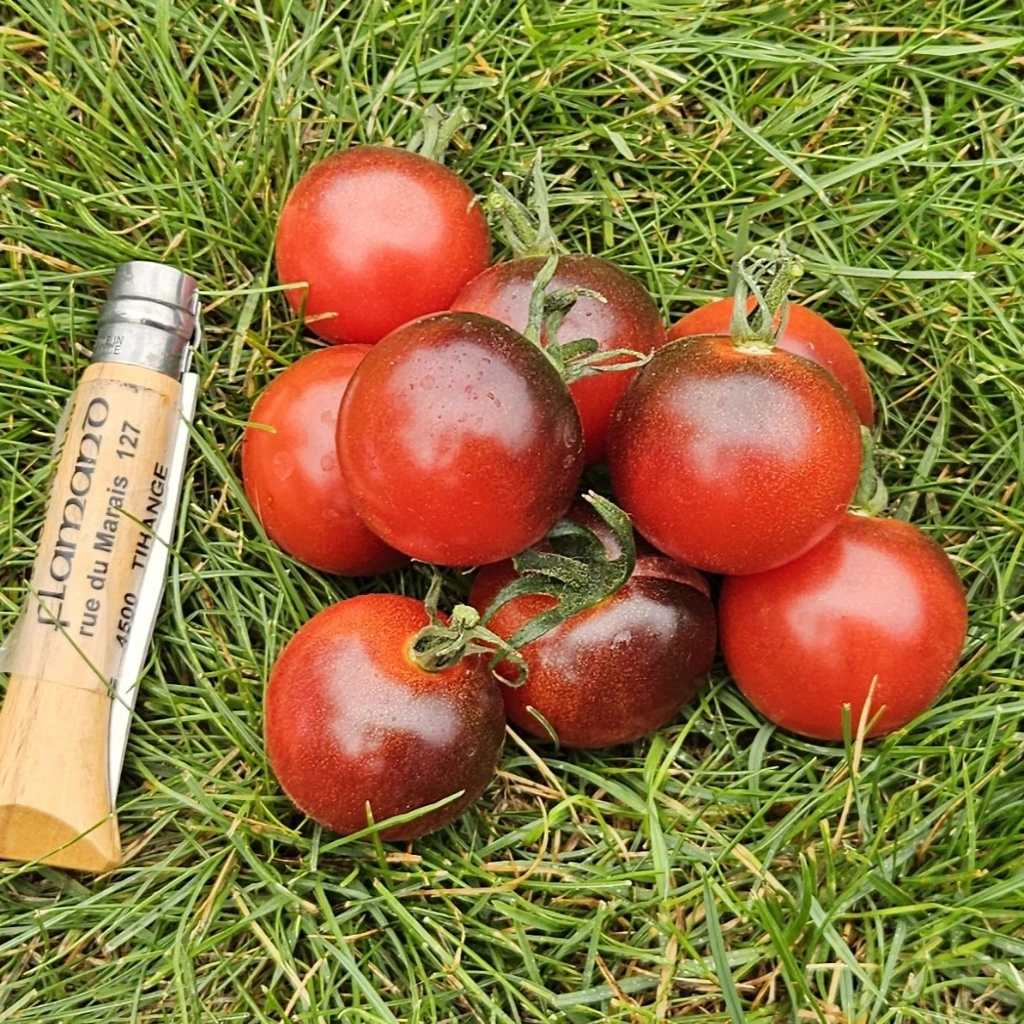 [S79710] Tomate cerise noire Dancing with Smurfs - 15 graines