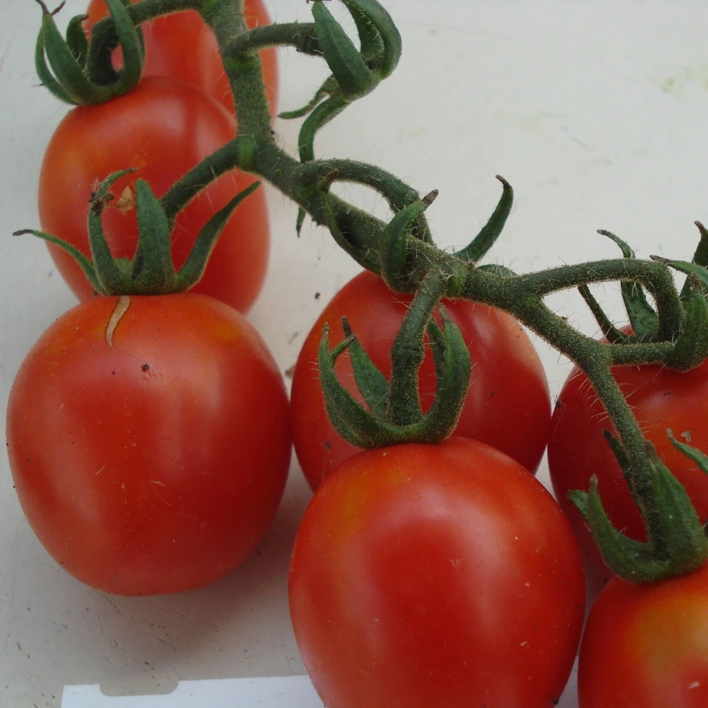 Tomate cocktail Fiaschetto - 15 graines