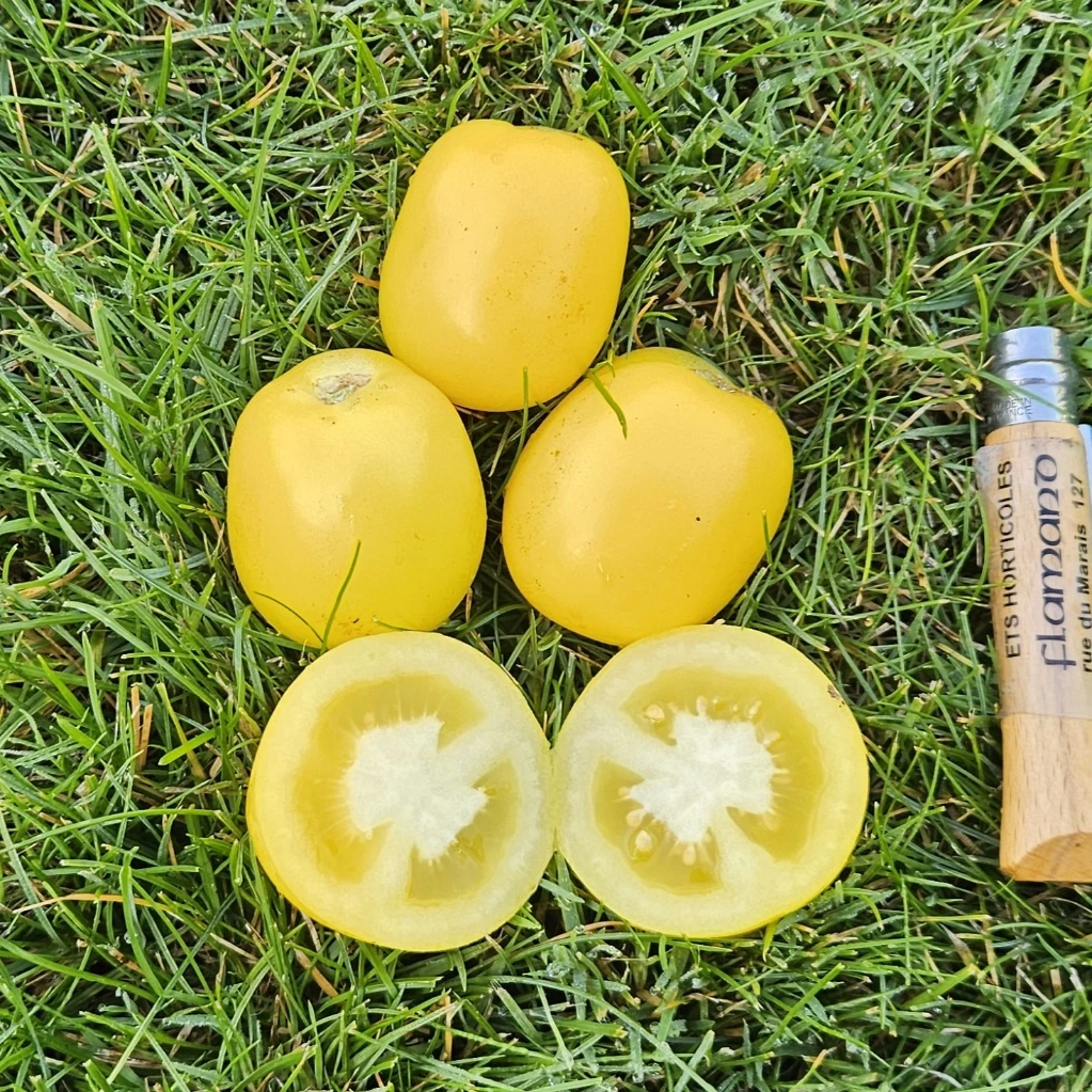 Tomate cocktail Green and White Lady - 15 graines