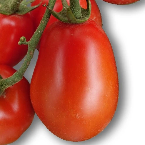 Tomate cocktail Prune Magic - 15 graines