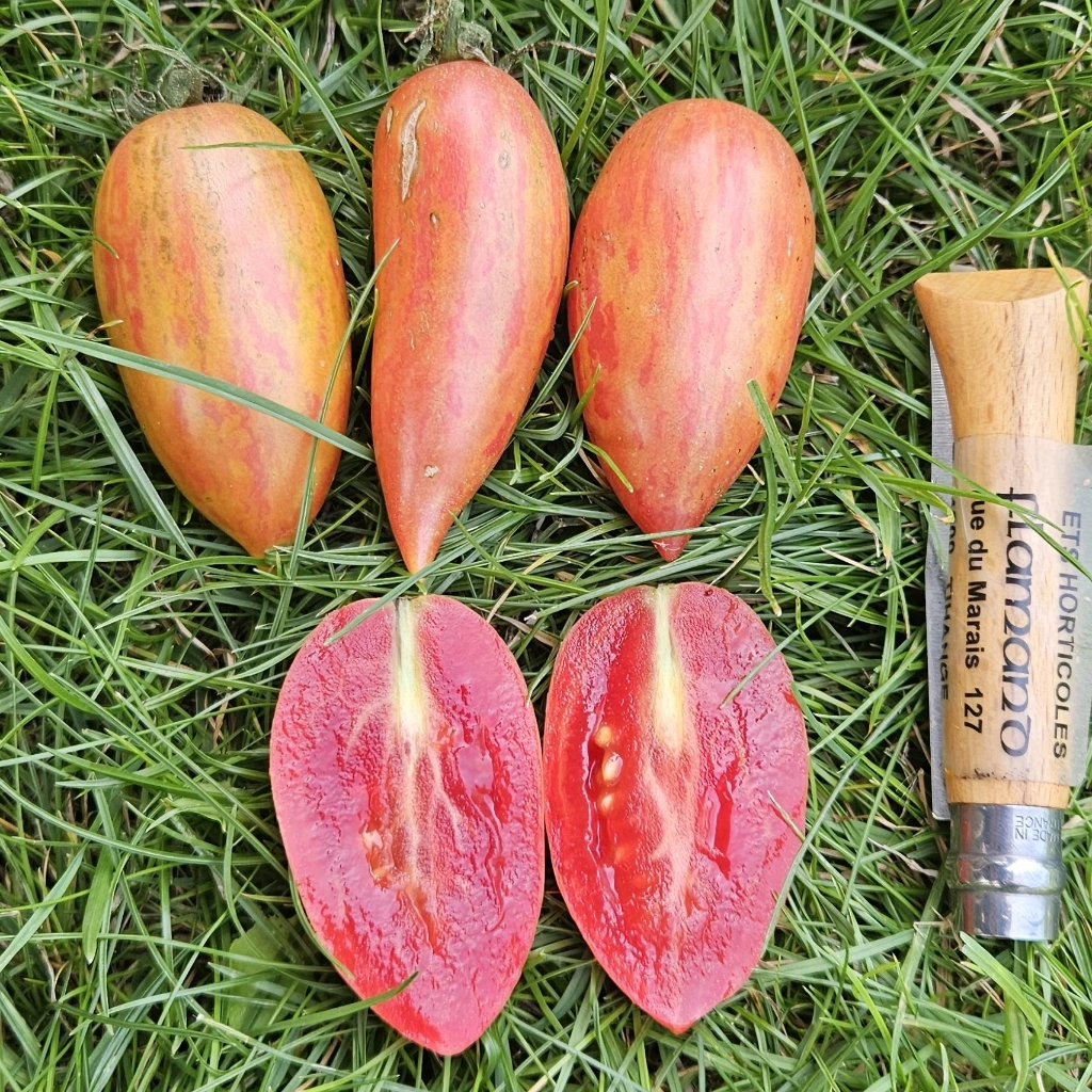 Tomate cocktail Red Tiger - 15 graines