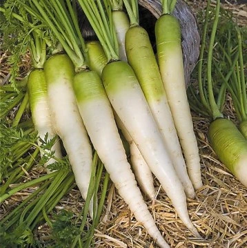 [S11500] Carotte blanche à collet vert - 8 g