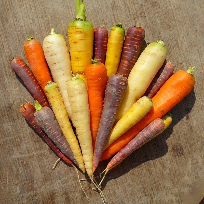 [S11070] Carotte Couleurs variées - 1000 graines