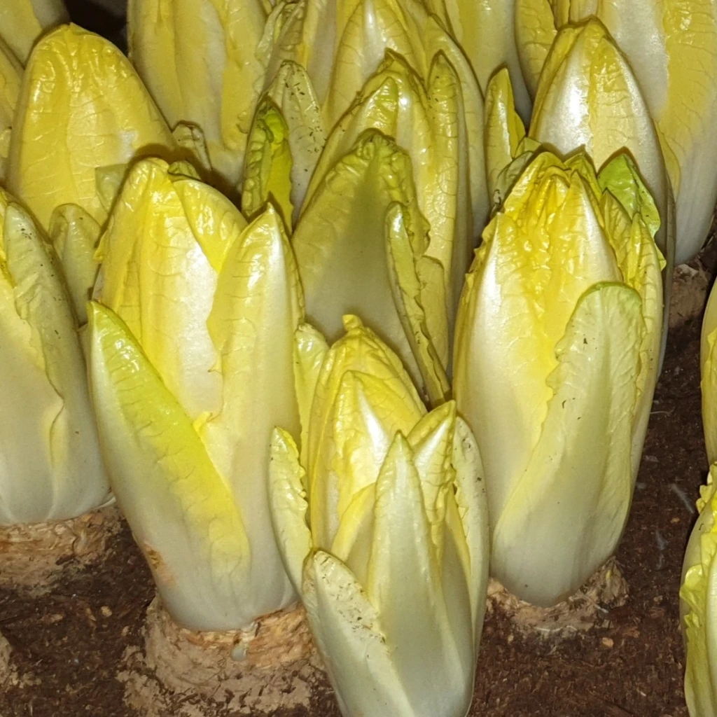 [S17166] Chicorée de Bruxelles Bingo F1 - 2,5 g - 1500 graines