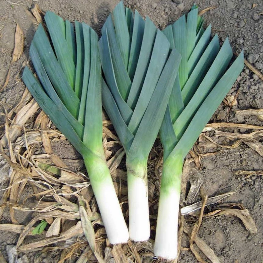 Poireau d'hiver Farinto - 4 g