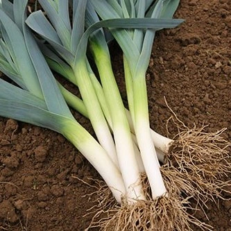 Poireau d'hiver Géant d'hiver 3, type Liège - 10 g
