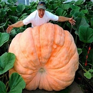 Potiron Atlantic géant - 10 graines