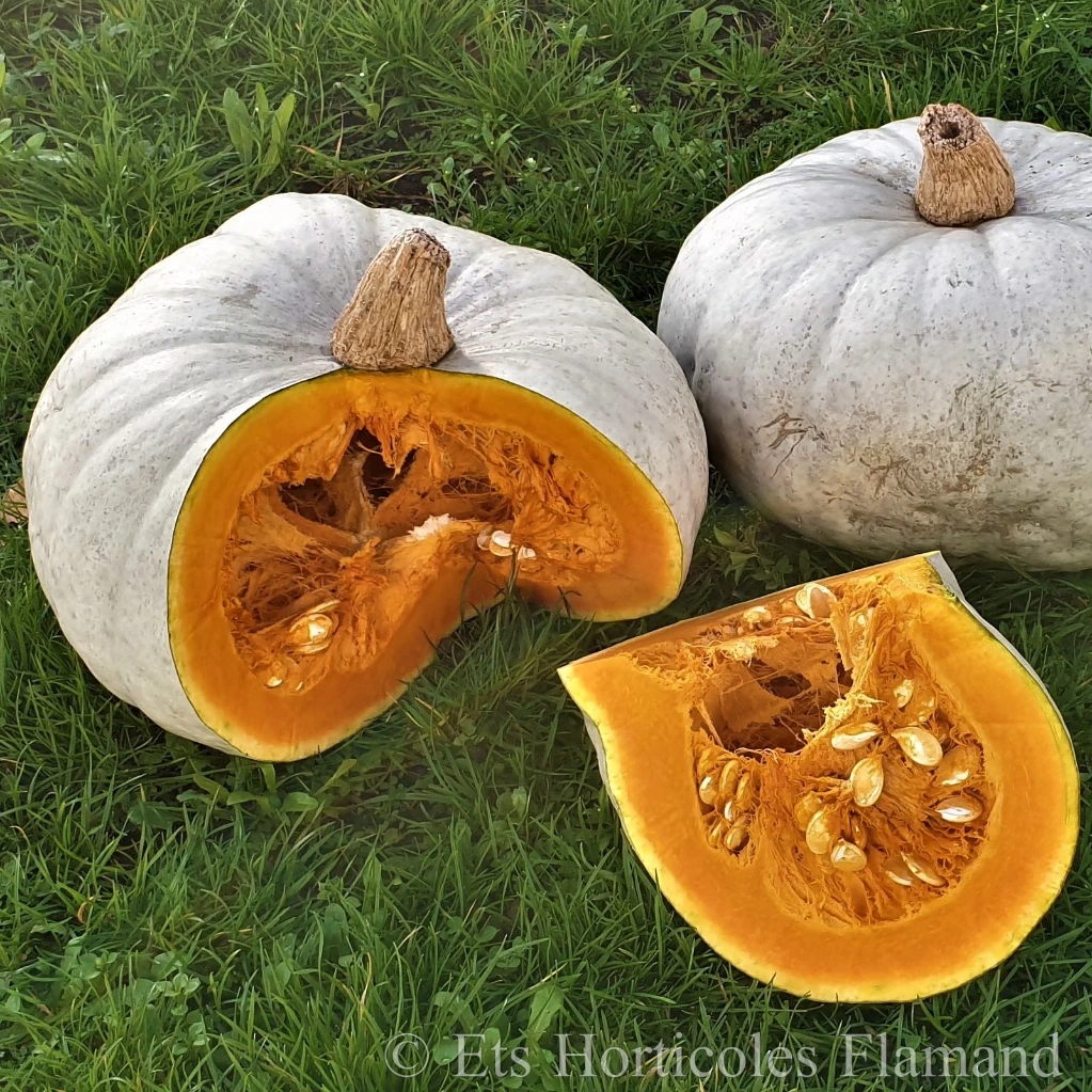 Potiron Bleu de Hongrie Nagydobosi - 10 graines