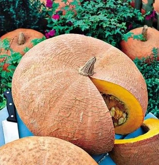 Potiron jaune de Paris - 10 graines