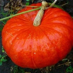 Potiron rouge vif d'Etampes - 10 graines