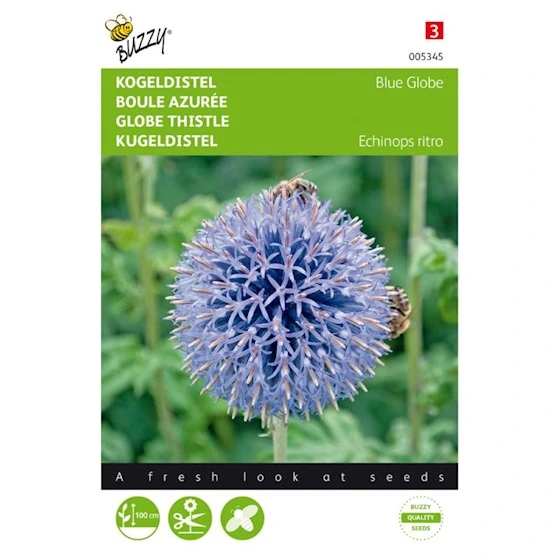 Echinops Ritro Boule azurée - 0,5 g