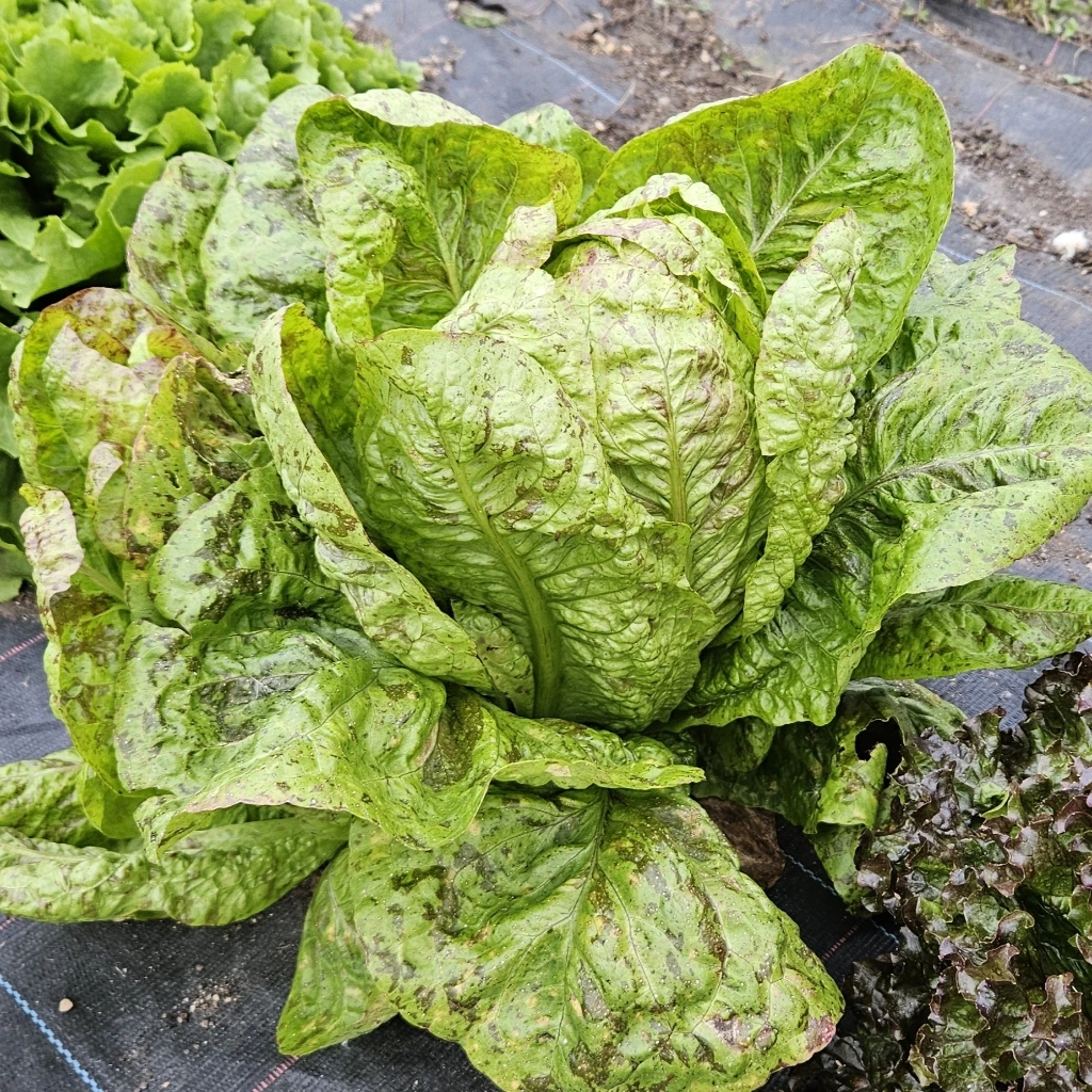 [S47919] Laitue romaine Queue de truite - Gr. enrobées - 50 gr. Enrobées