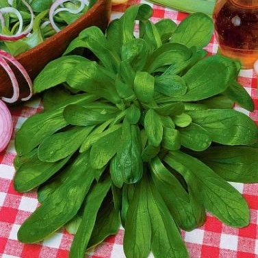 Mâche à grosses graines de Hollande - 10 g