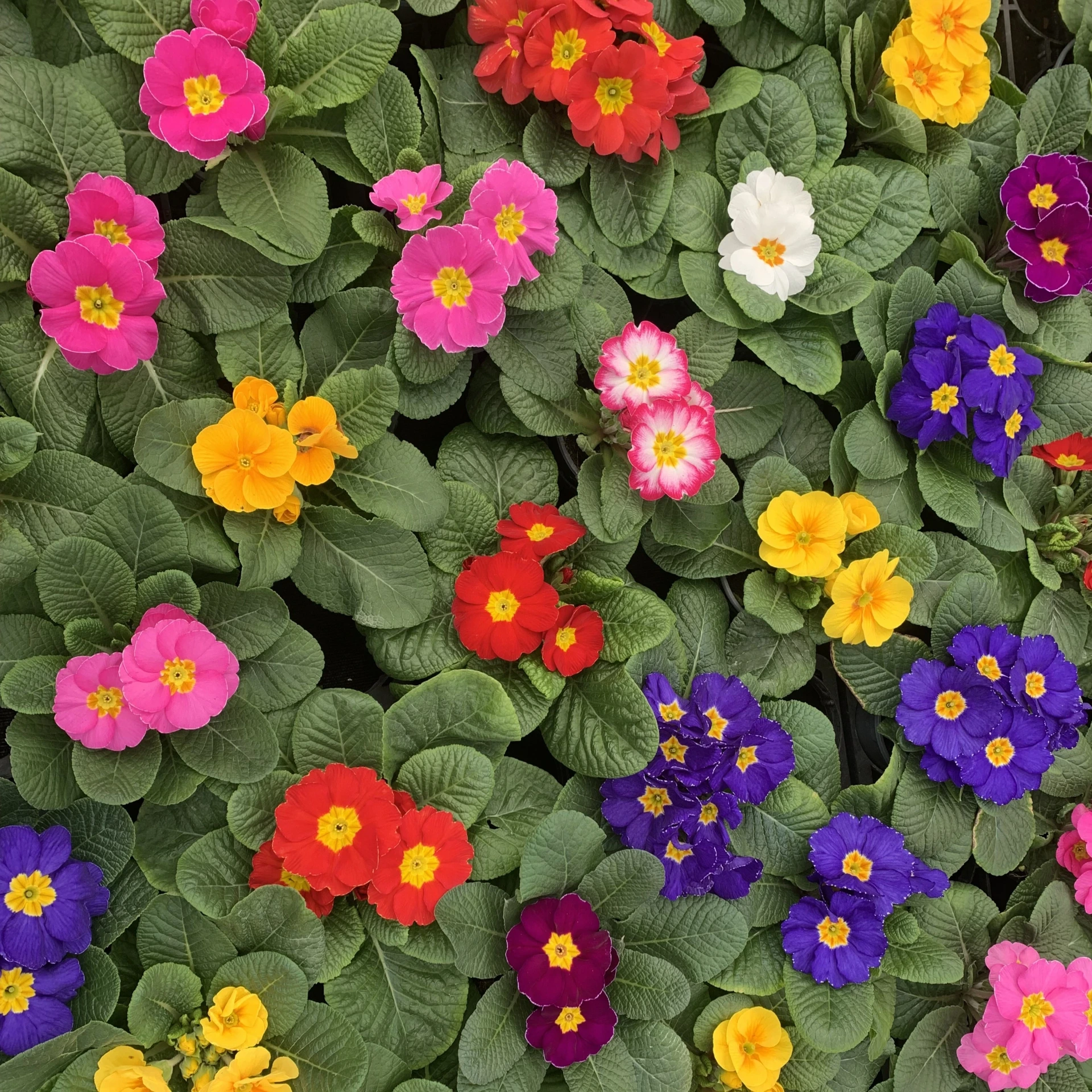 Primevère - Primula P10,5