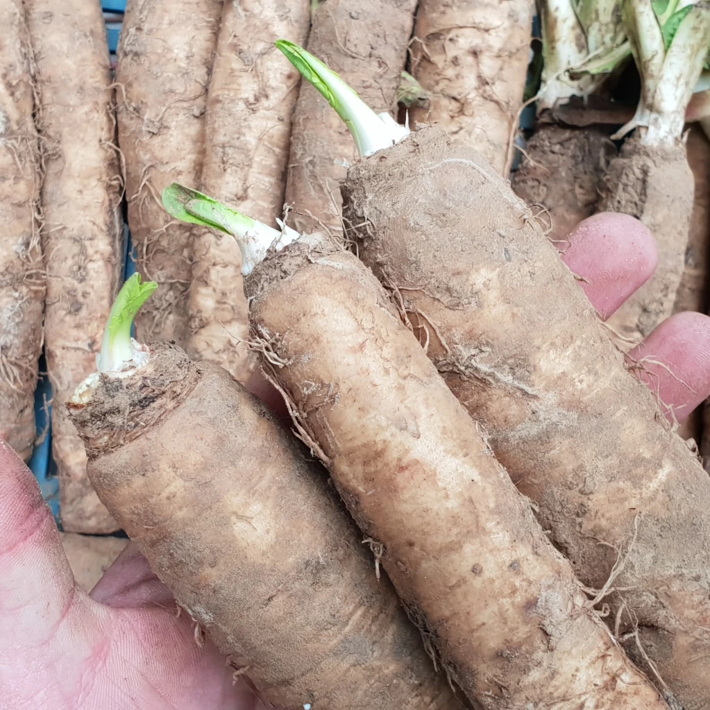 Racines de chicon par 35