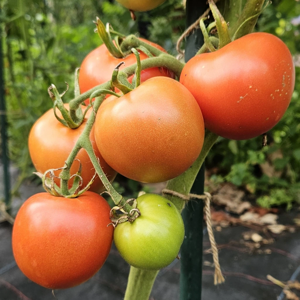 Tomate Ferline - 15 graines