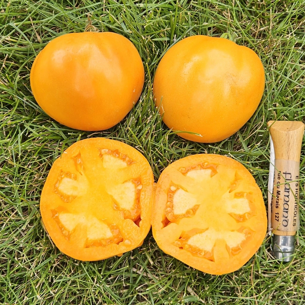 Tomate Dina - 15 graines