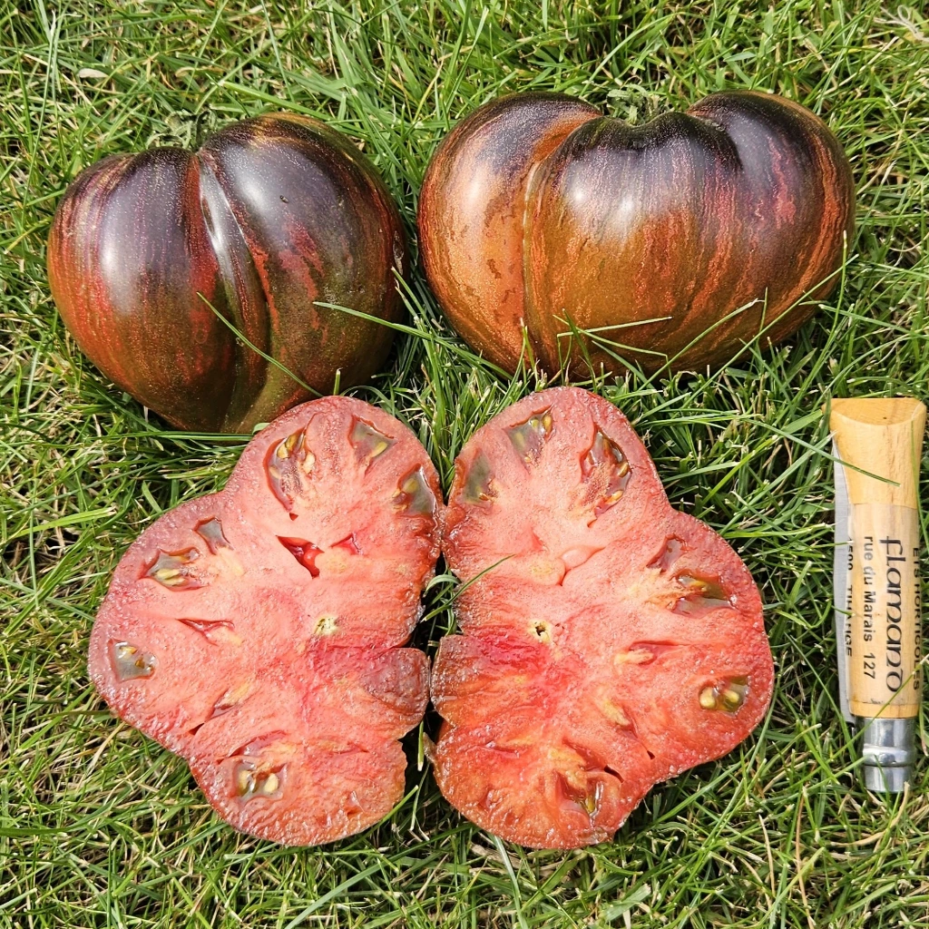 [S78929] Tomate noire Rebel Starfighter Prime - 15 graines