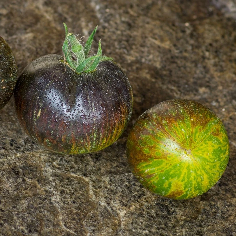 Tomate noire Albo verte - 15 graines