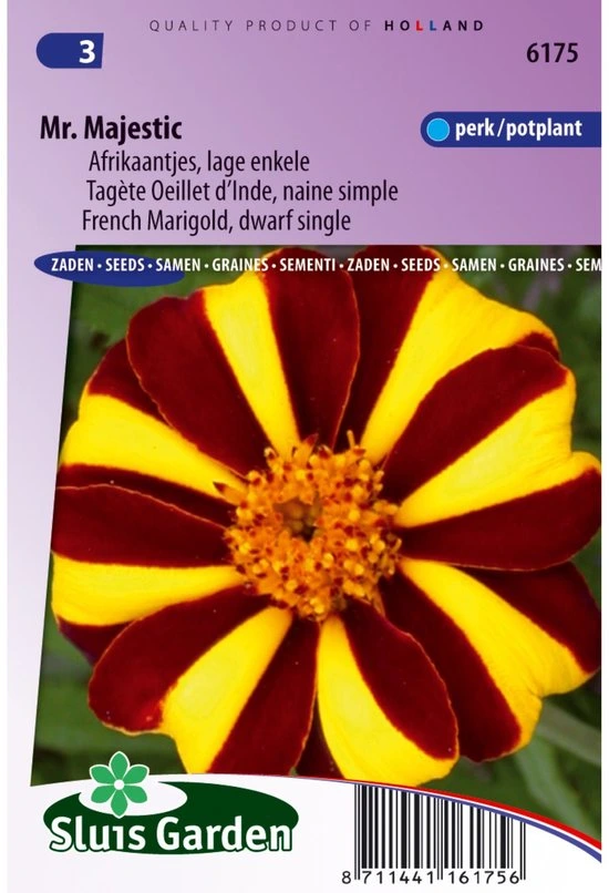 [R6175] Oeillet d'Inde Mr. Majestic