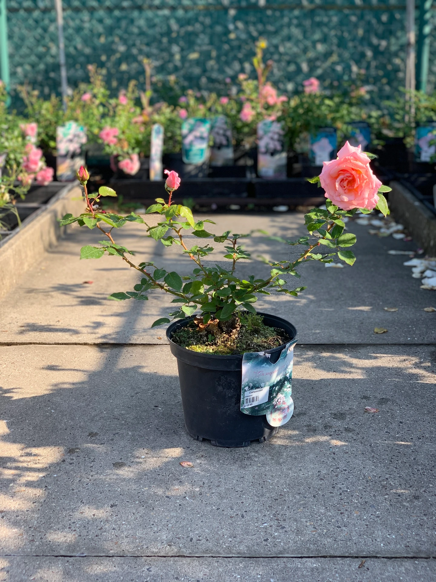 Rosier Compassion - Grimpant 5 L