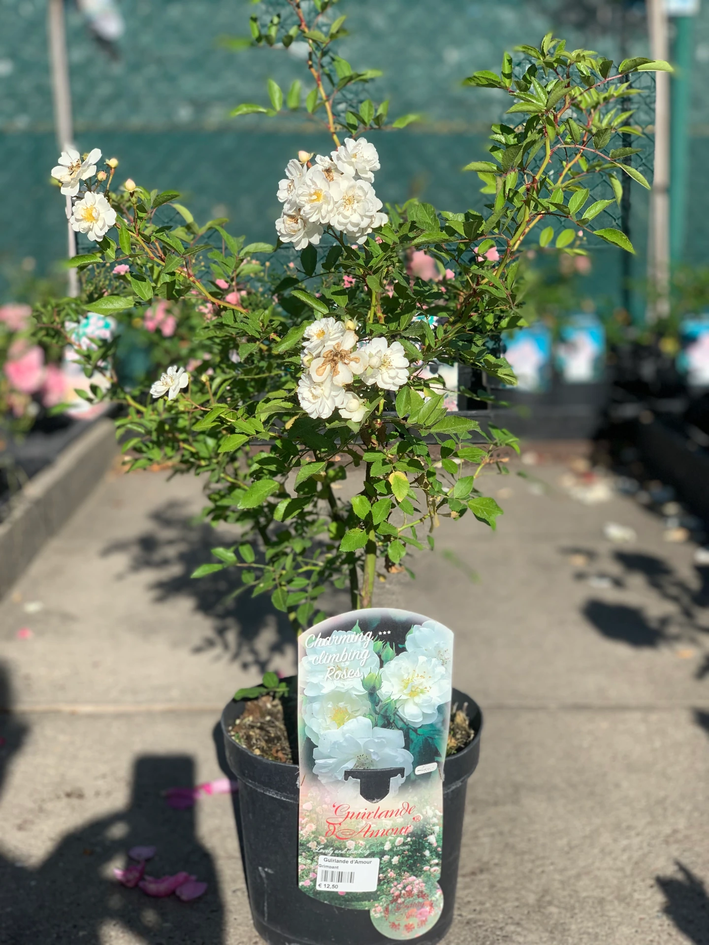 Rosier Guirlande d'Amour - Grimpant 5 L