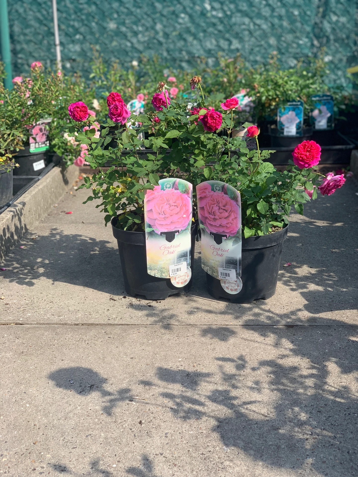 Rosier Gabriel Oak 5 L
