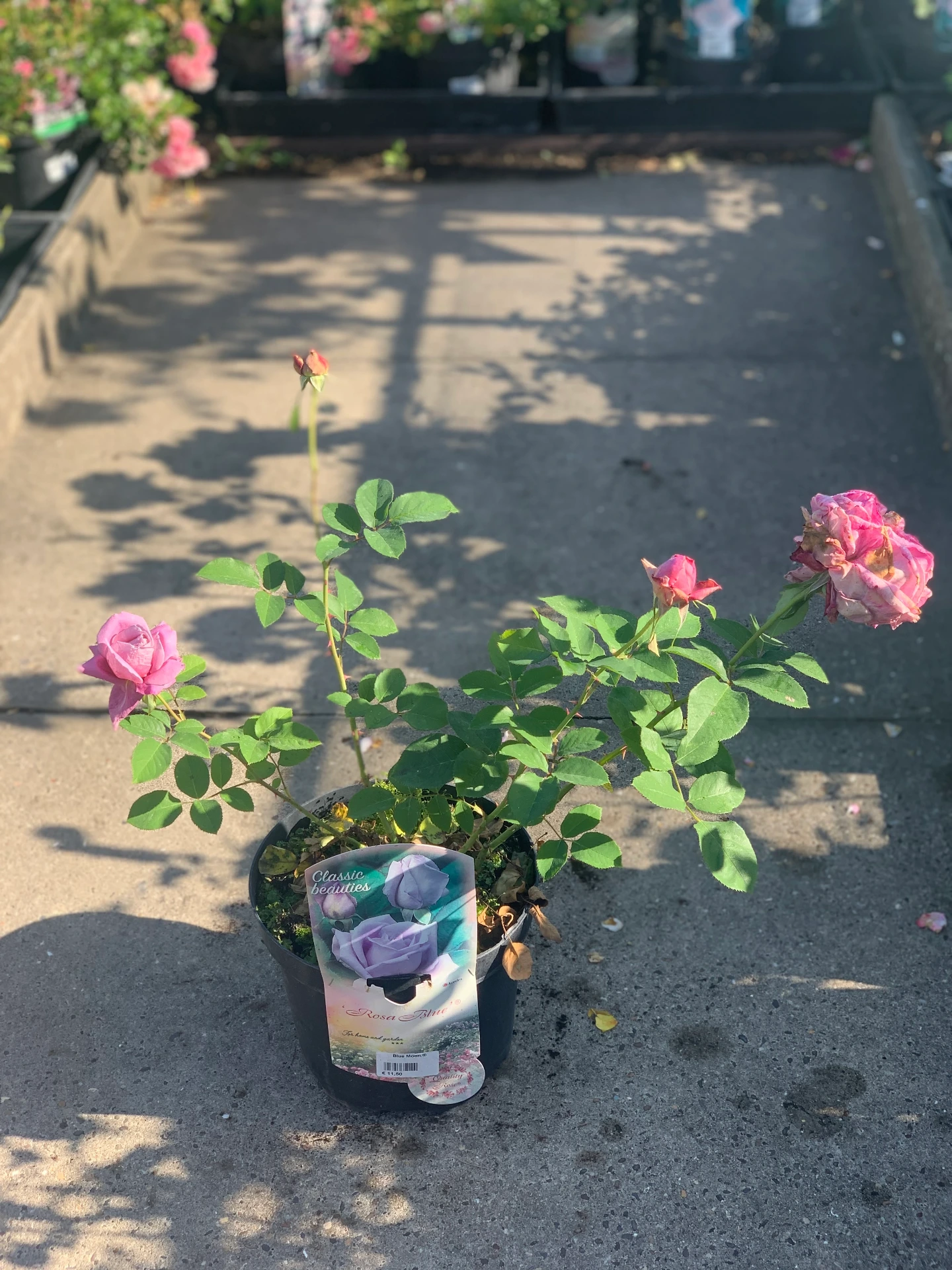 Rosier Blue Moon.® 5 L