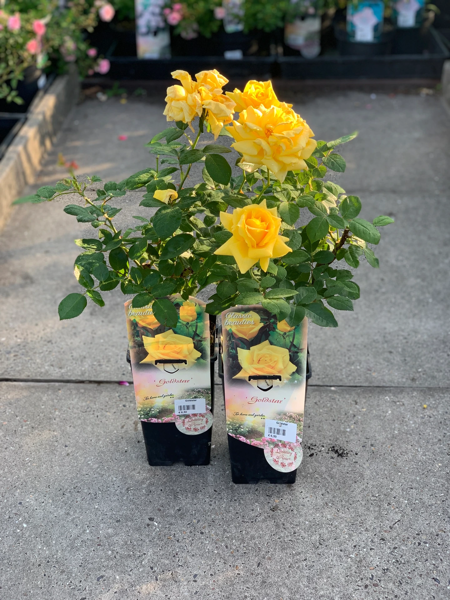 Rosier Goldstar 3 L