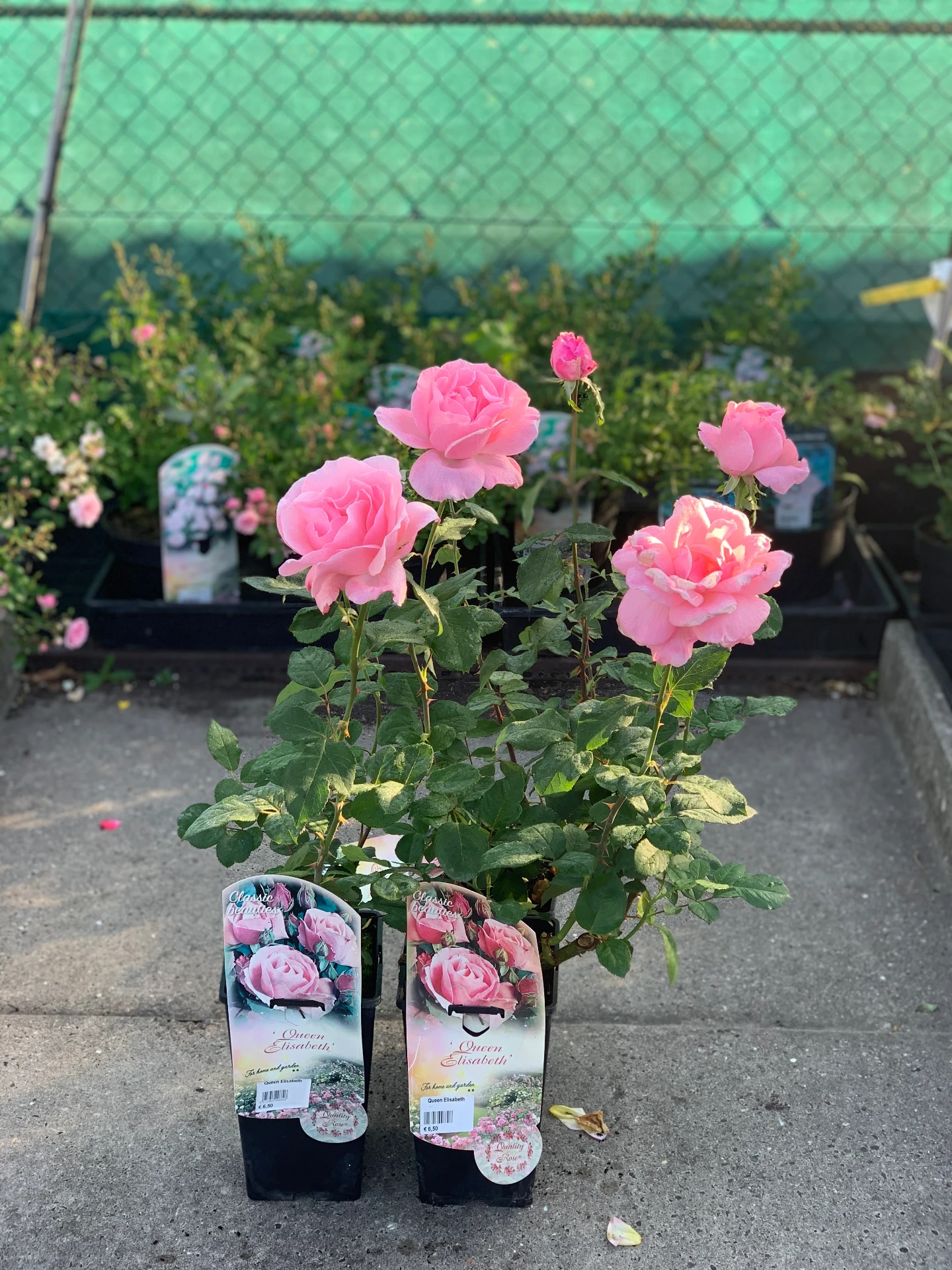 Rosier Queen Elisabeth 3 L