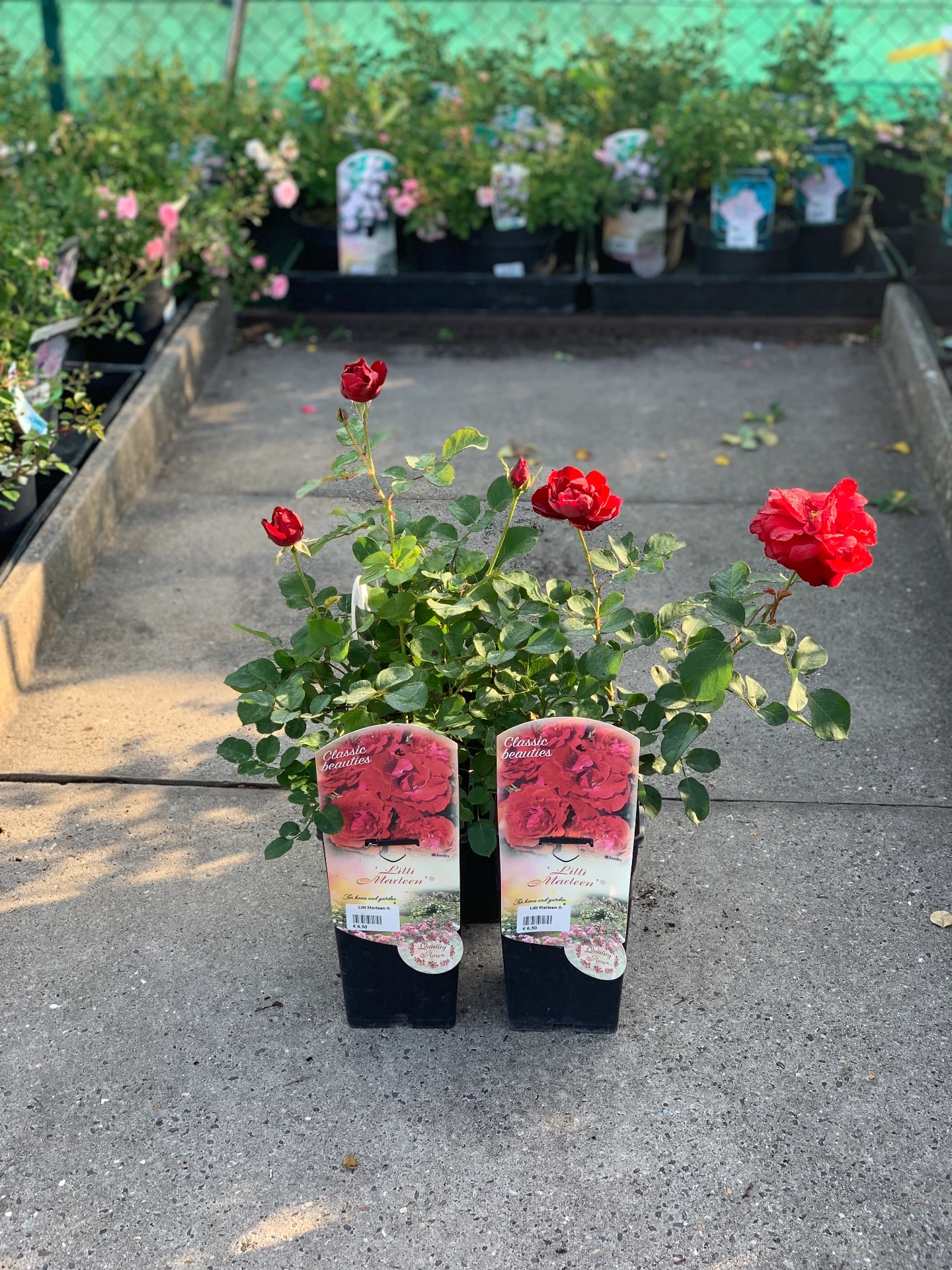 Rosier Lilli Marleen ® 3 L