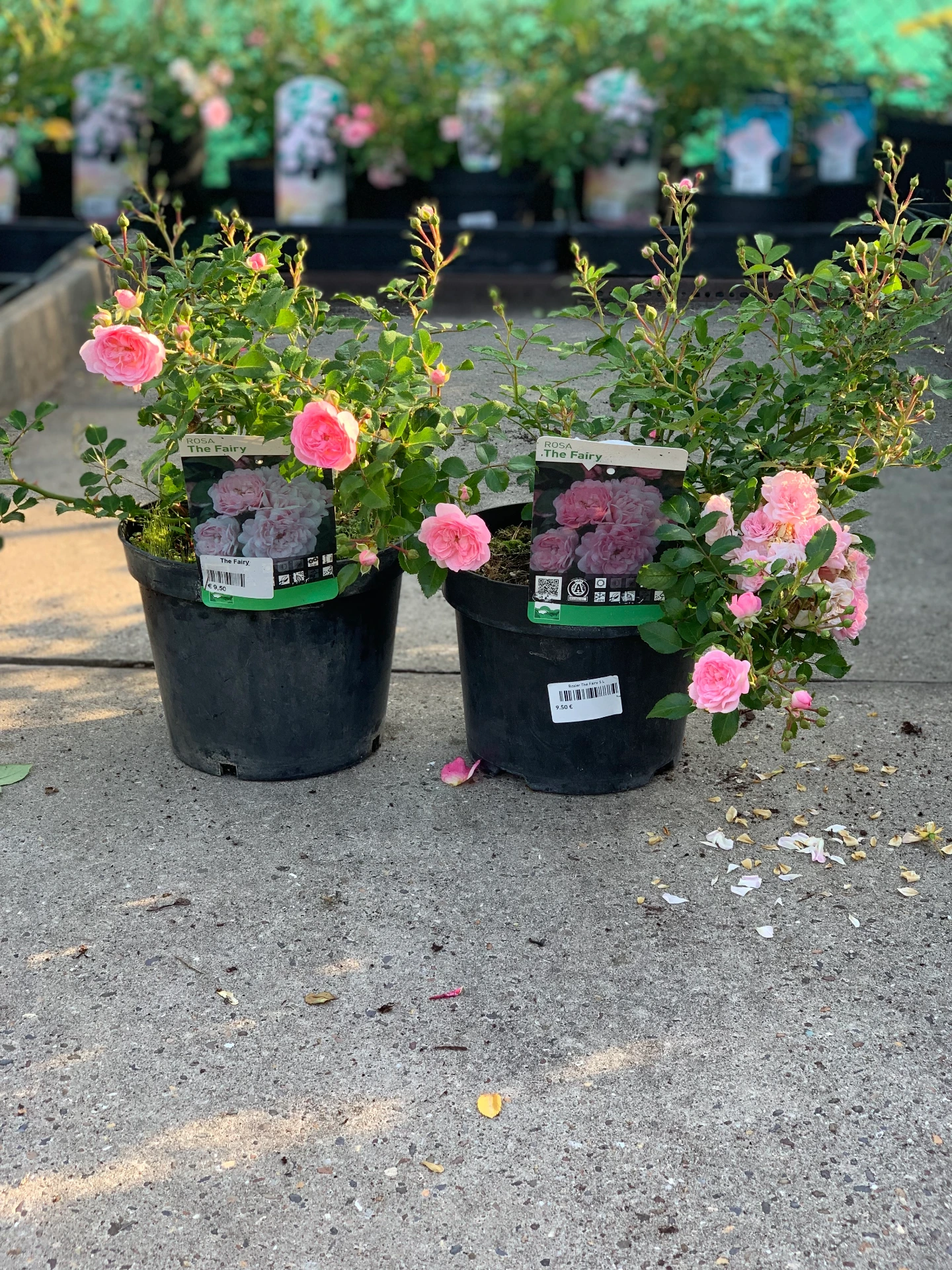 Rosier The Fairy 5 L