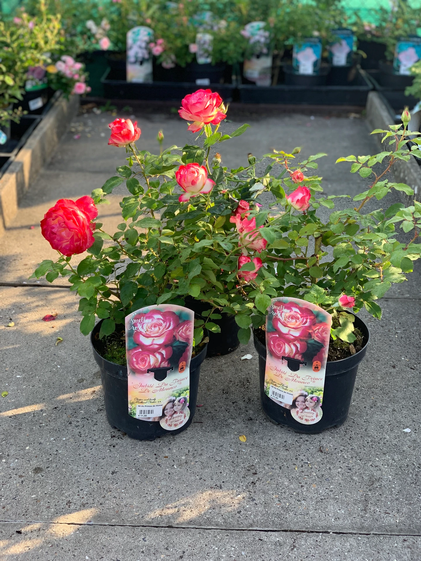 Rosier Jubilé du Prince de Monaco ®5 L