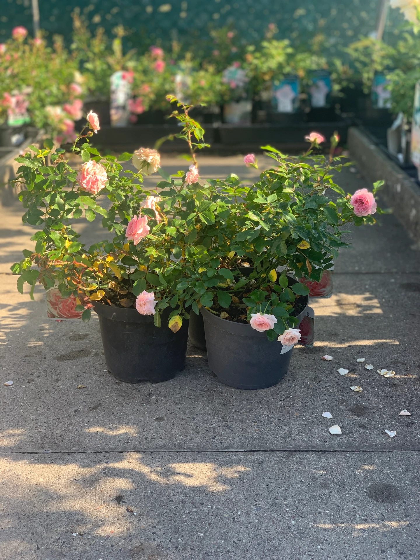 Rosier Larissa ® 5 L