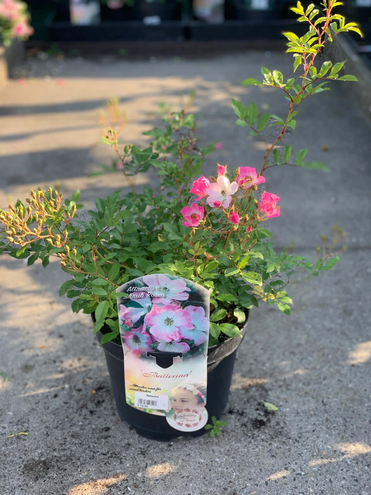 Rosier Ballerina 5 L